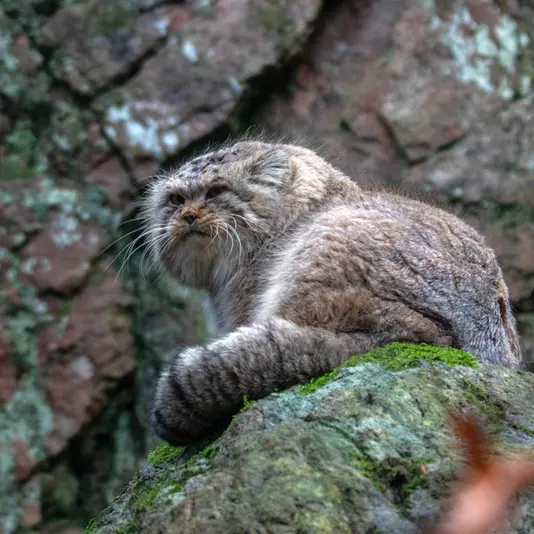 Фотография Томаса О’Мэлли в Норденс Арк