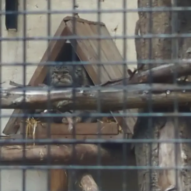 Фотография Вораса в Лилльском Зоопарке