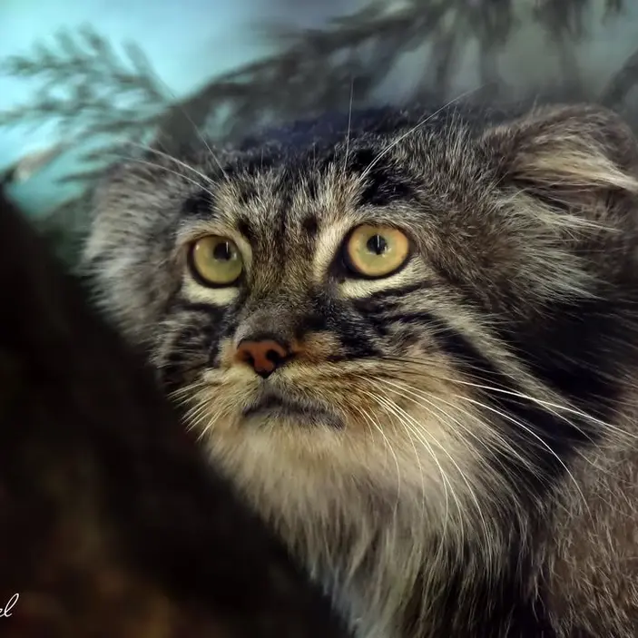 Фотография Енисея в Сафари-заповеднике Люминьи