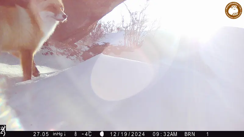 Фотография Рыжаи Лисица с фотоловушки Шубарайгыр