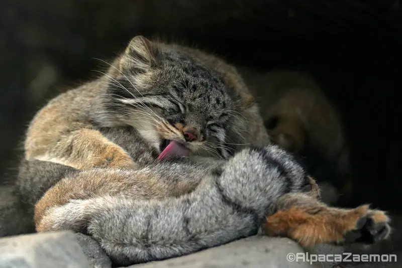 Фотография Мей в Царстве Животных Кобе