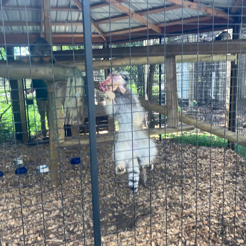 Фотография с манулом в Парке дикой природы «Северное сафари»