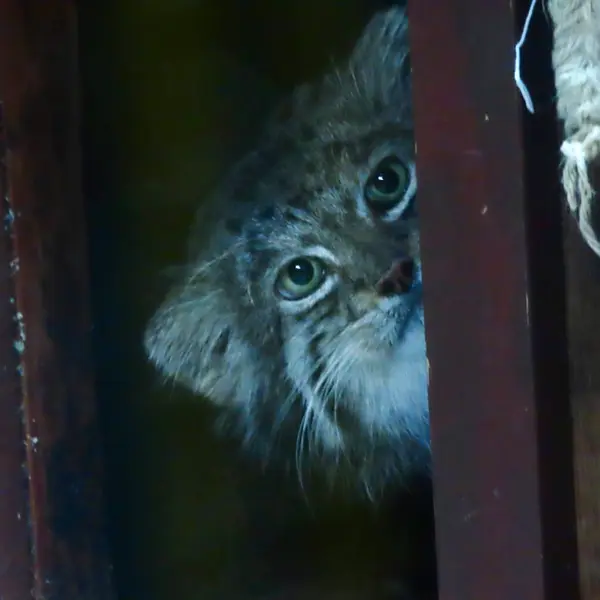 Фотография Клёна в Зоопарке Уено