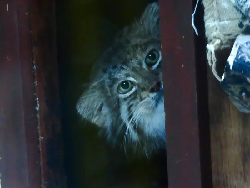 Фотография Клёна в Зоопарке Уено