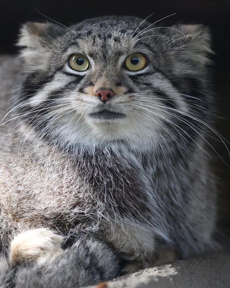 Фотография Ото в Царстве Животных Кобе