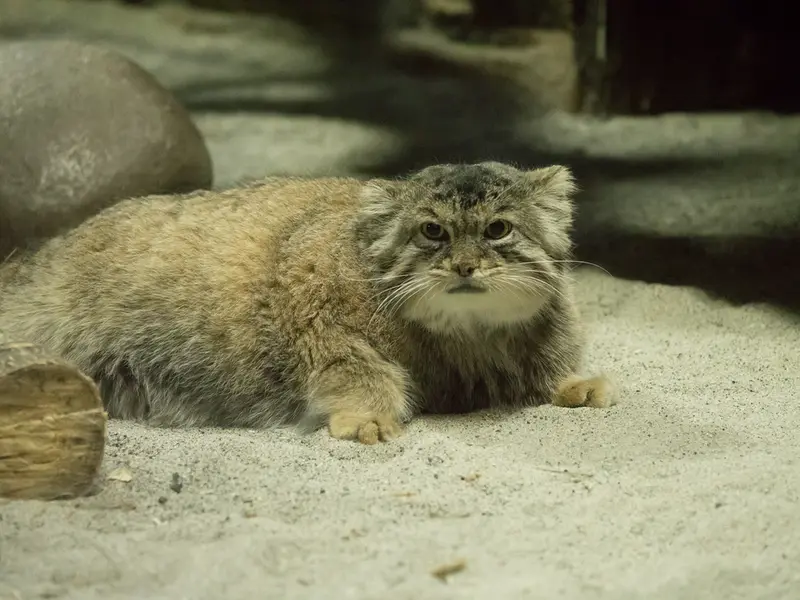 Фотография Примулы в Зоопарке Уено