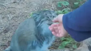 Фотография с манулом в Горном Зоопарке Шайенн