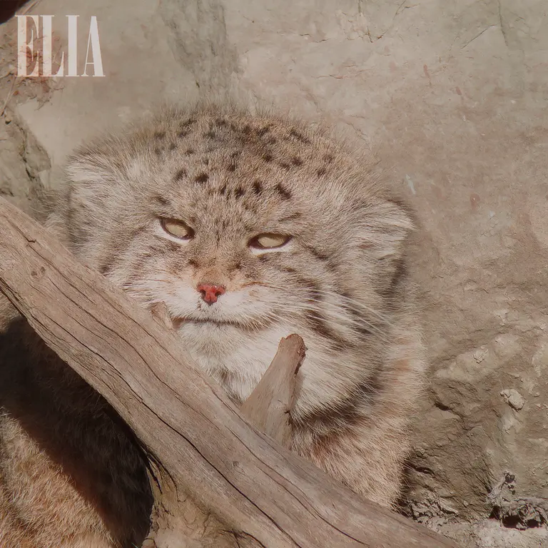 Фотография Олафа в Зоопарке Калгари / Институте Уайлдере