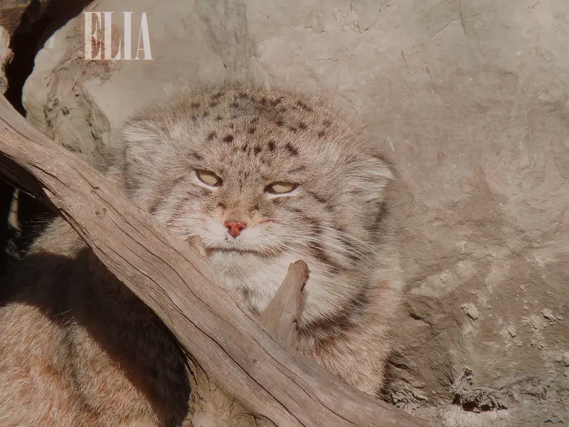 Фотография Олафа в Зоопарке Калгари / Институте Уайлдере