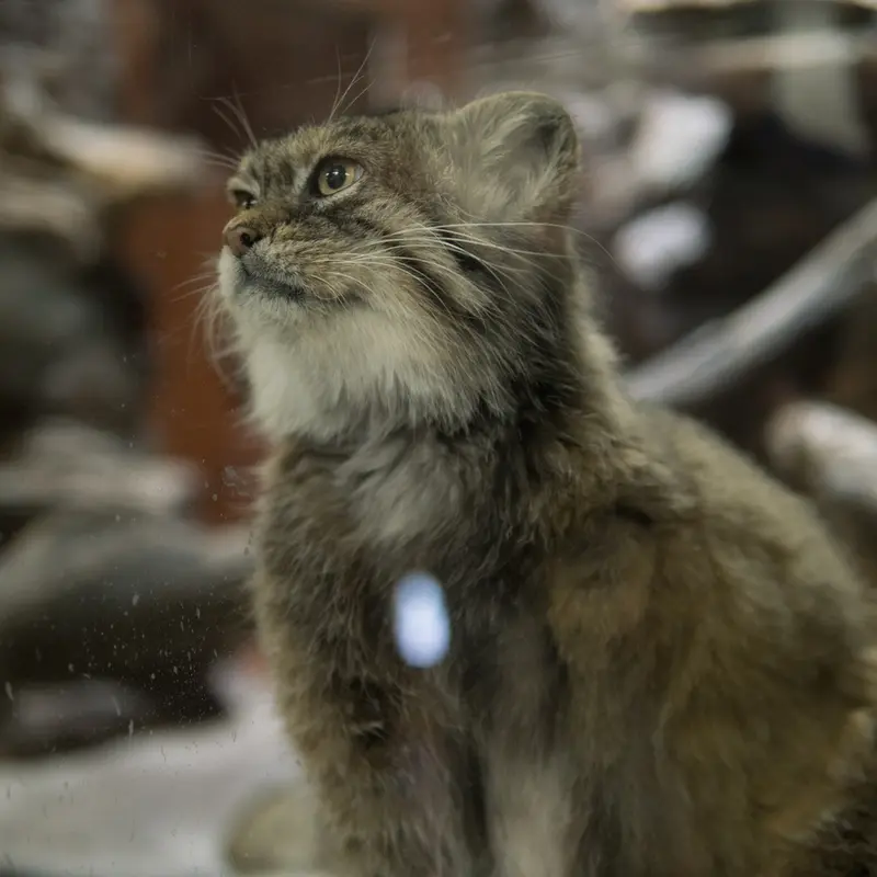 Фотография Примулы в Зоопарке Уено