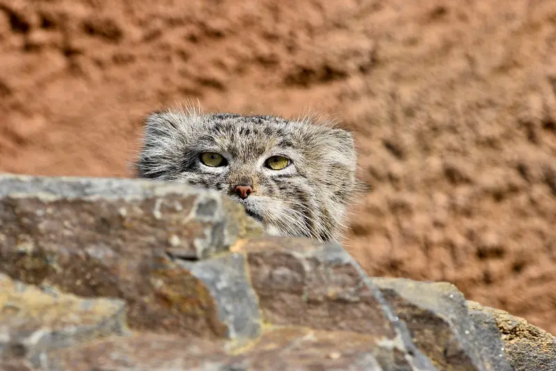 Фотография Спая в Пражском Зоопарке