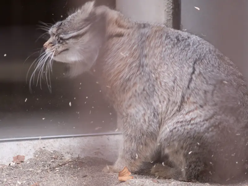 Фотография Фиги в Зоопарке Ногеяме