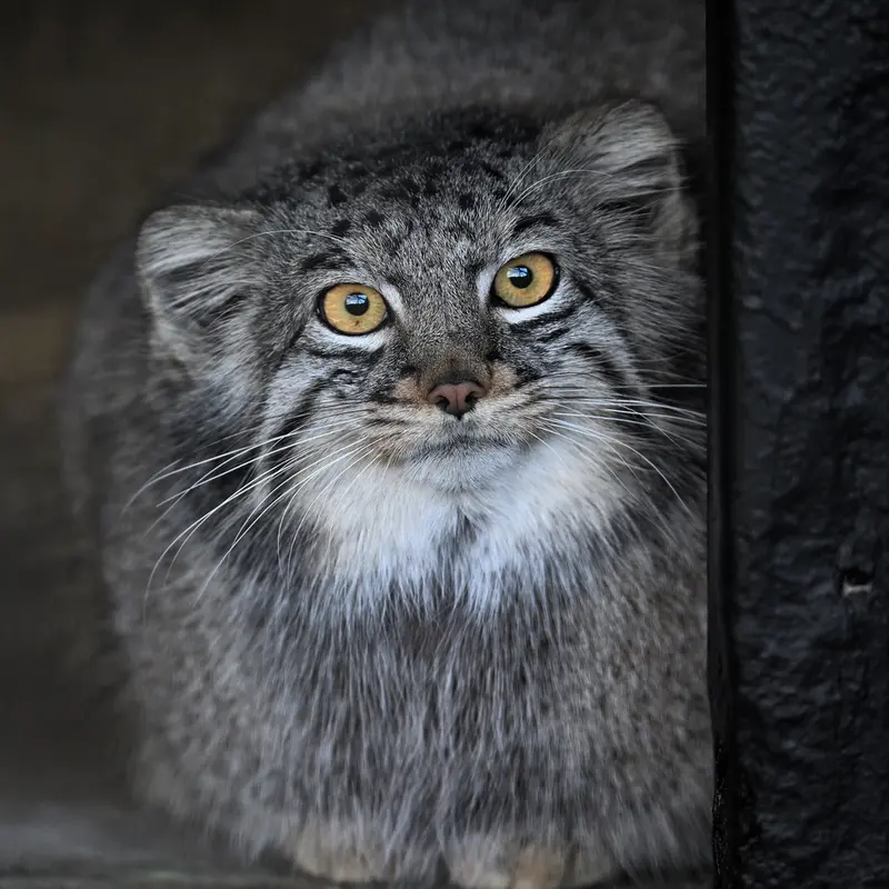 Фотография Мей в Зоопарке Гокатсураи-кэ