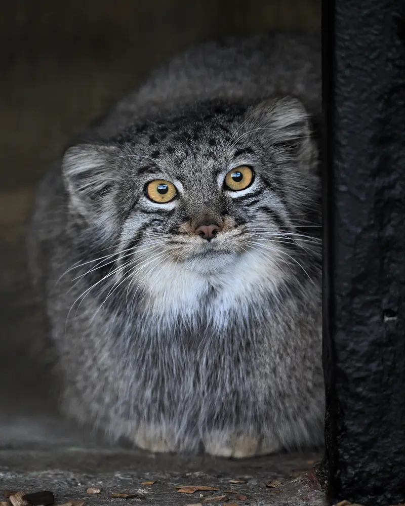 Фотография Мей в Зоопарке Гокатсураи-кэ