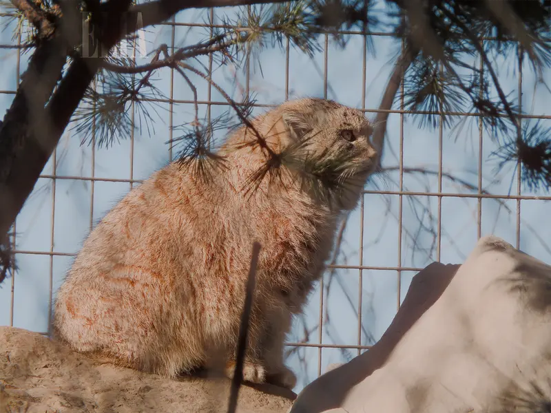 Фотография Олафа в Зоопарке Калгари / Институте Уайлдере