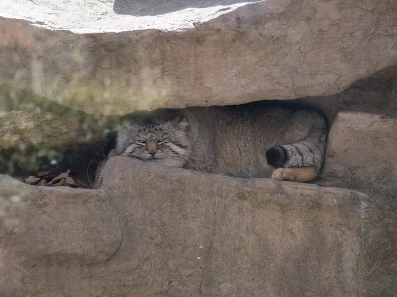 Фотография Лотоса в Детском зоопарке Сайтама