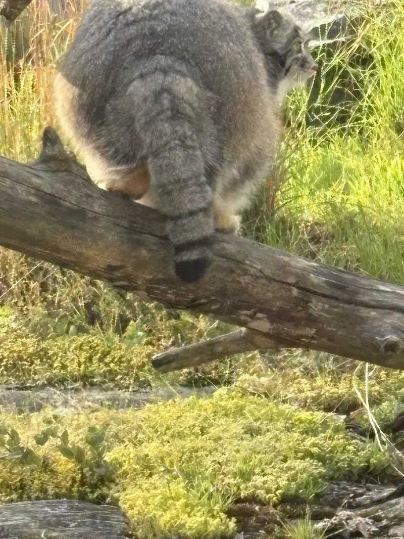 Фотография Мими в Зоопарке Коркеасаари