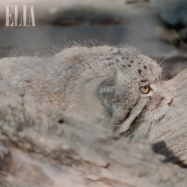 Фотография Олафа в Зоопарке Калгари / Институте Уайлдере