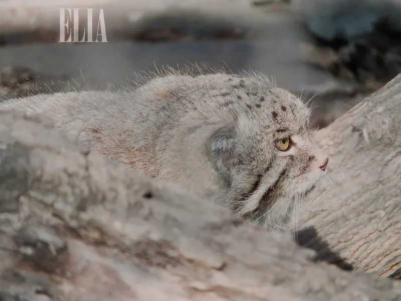 Фотография Олафа в Зоопарке Калгари / Институте Уайлдере