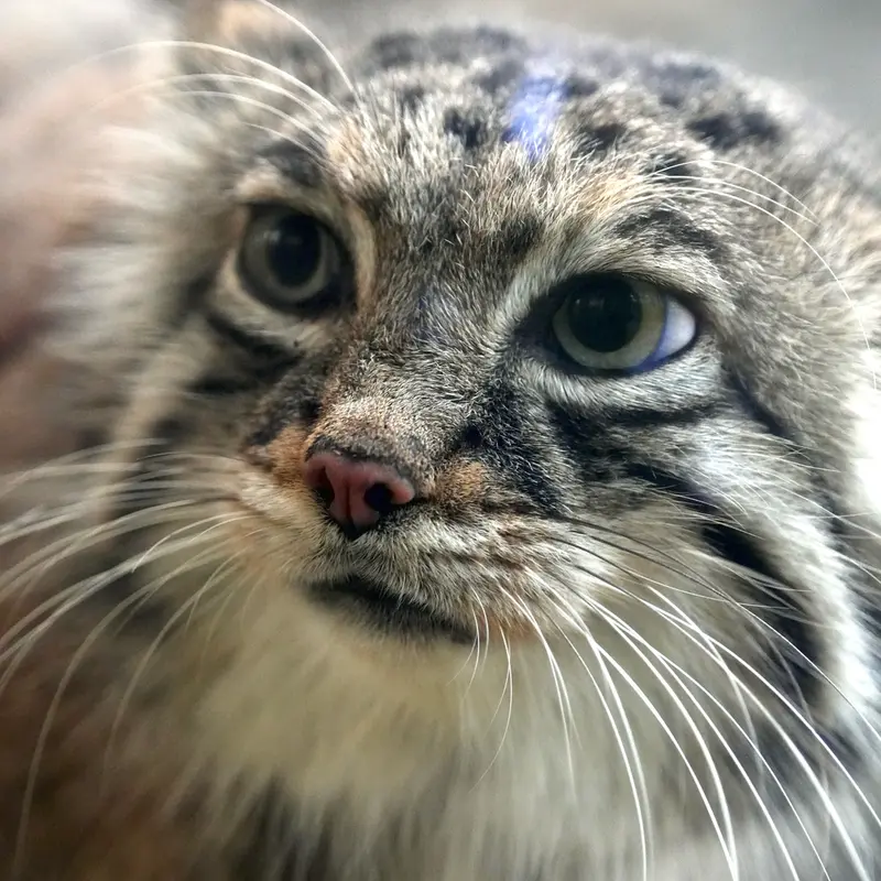 Фотография Аз в Царстве Животных Кобе