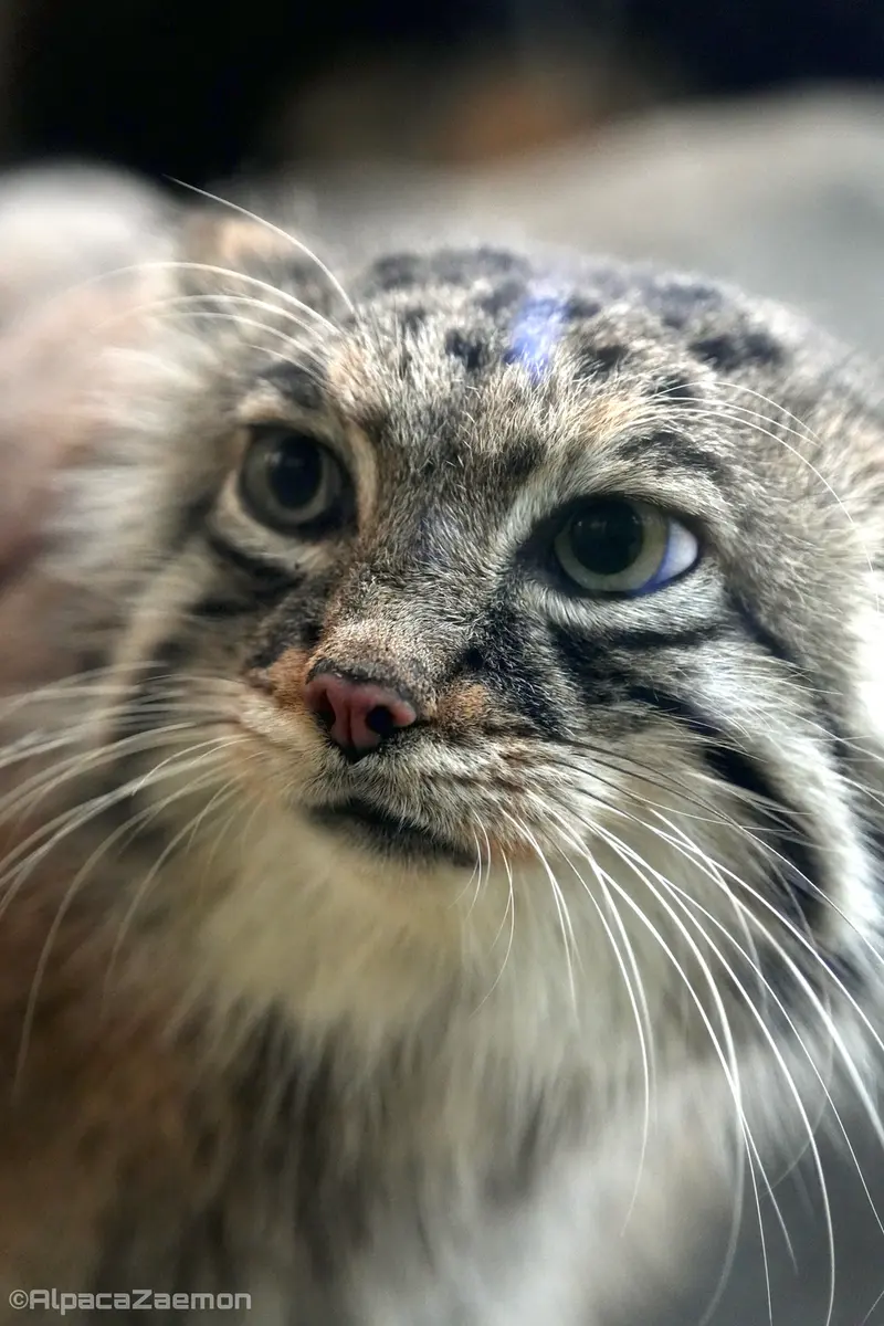 Фотография Аз в Царстве Животных Кобе