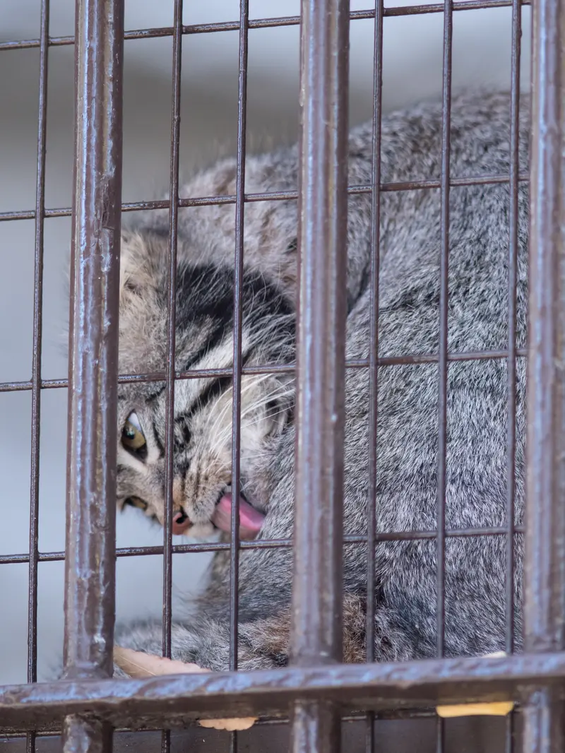 Фотография Фиги в Зоопарке Ногеяме