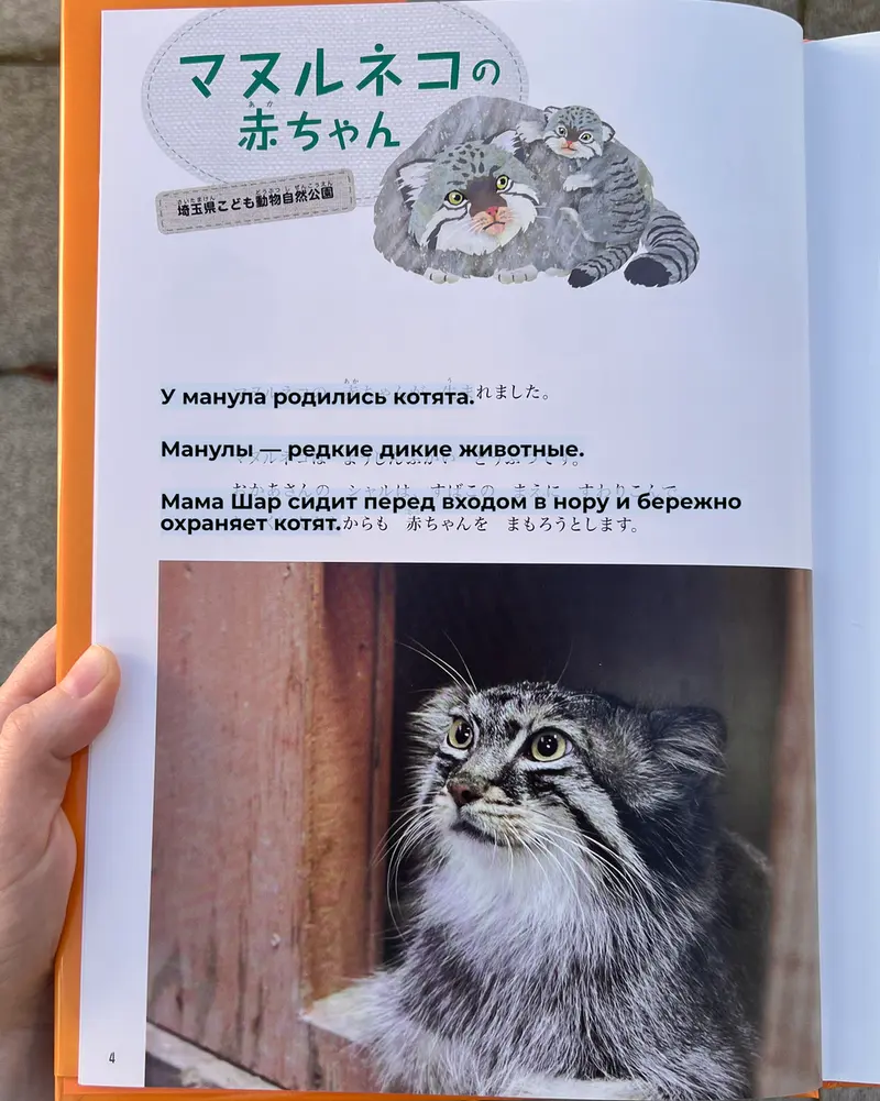 Фотография с манулом