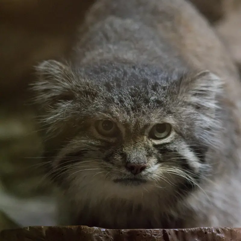 Фотография Клёна в Зоопарке Уено