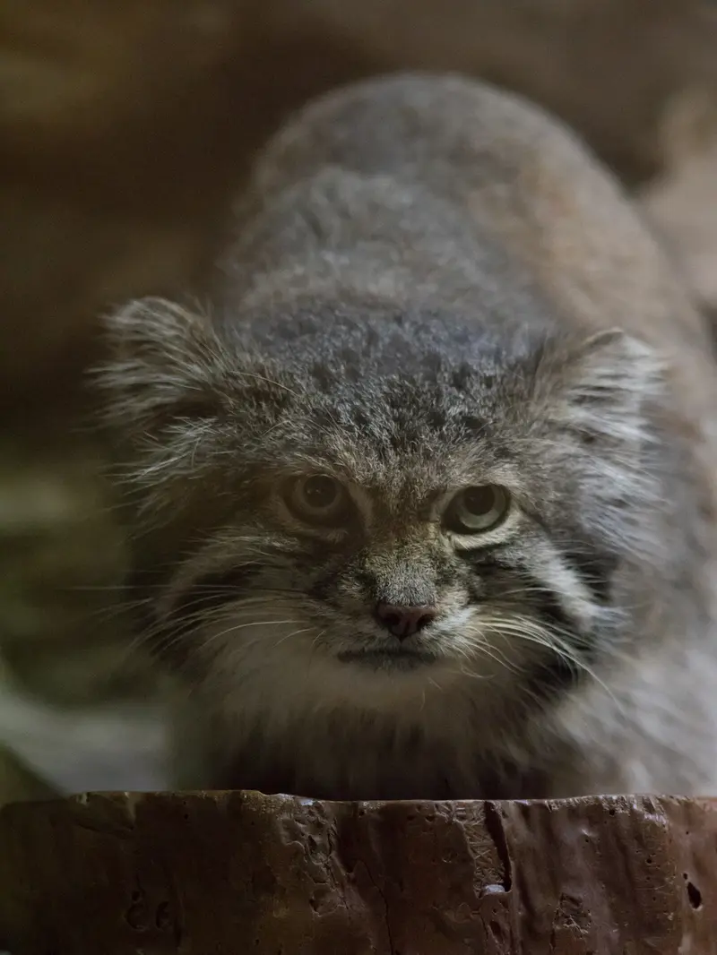 Фотография Клёна в Зоопарке Уено