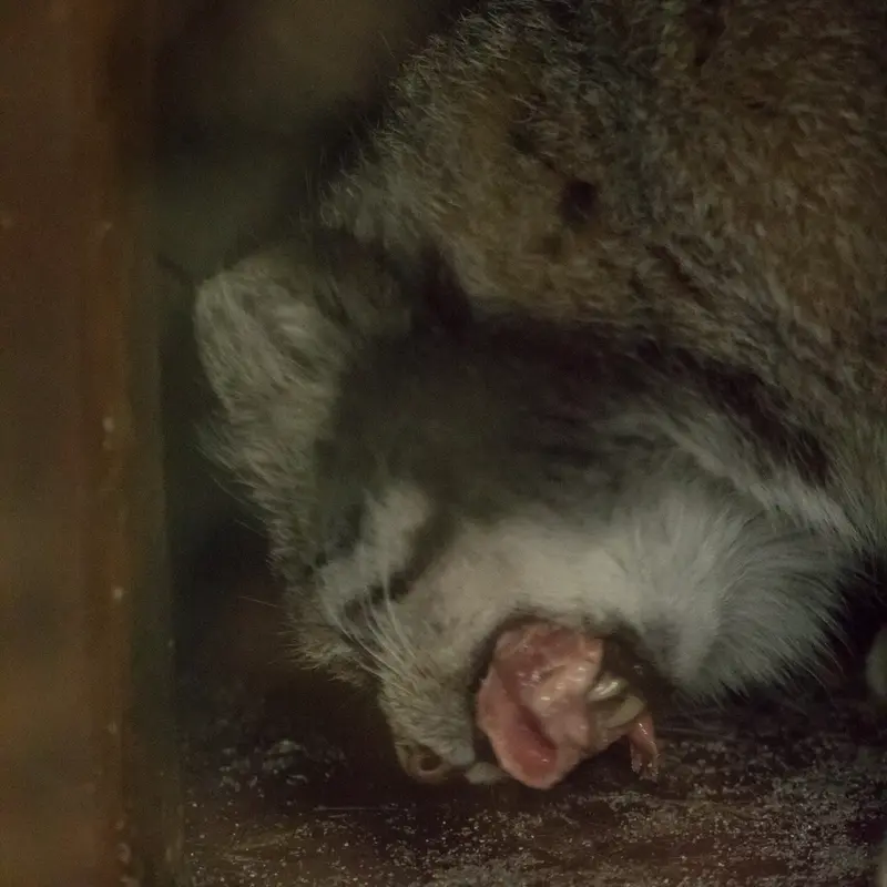 Фотография Клёна в Зоопарке Уено