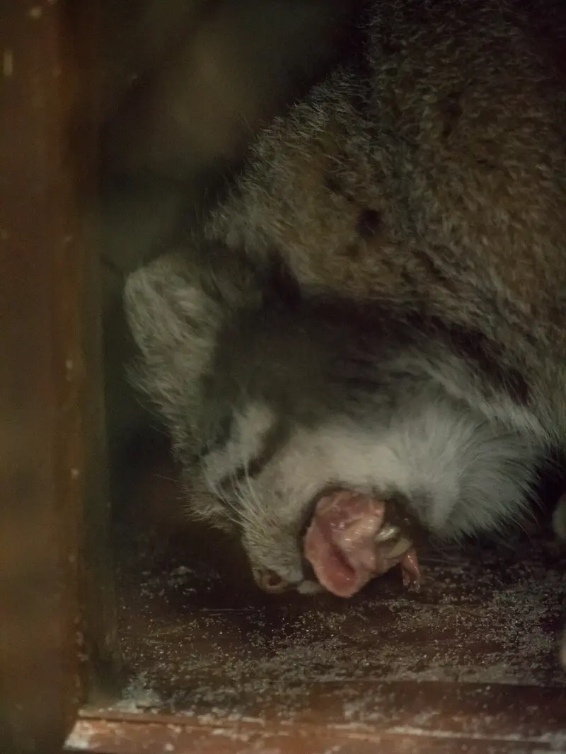 Фотография Клёна в Зоопарке Уено