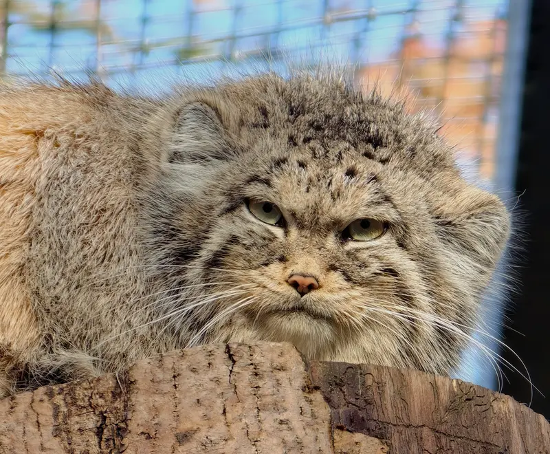 Фотография Улы в Гданском Зоопарке