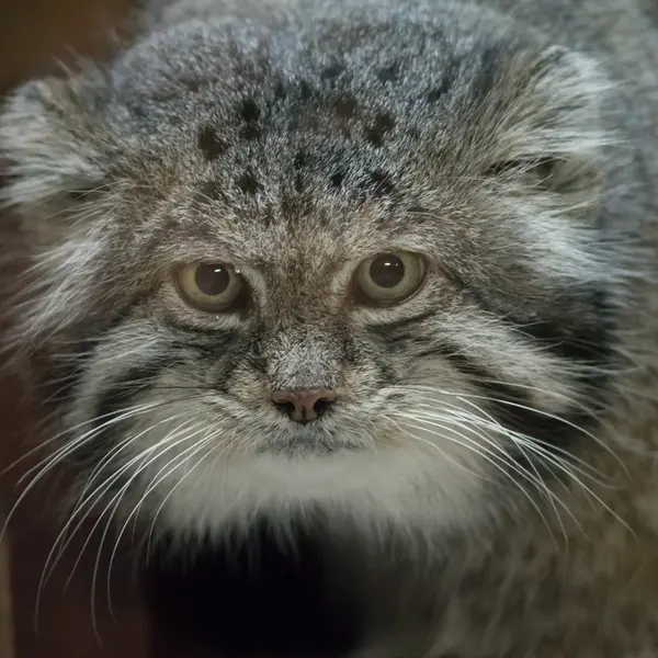 Фотография Клёна в Зоопарке Уено