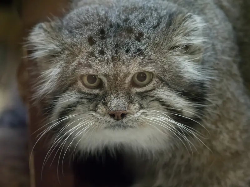 Фотография Клёна в Зоопарке Уено