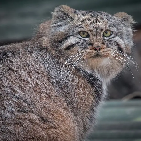 Фотография Хвостика в Йиглавском Зоопарке