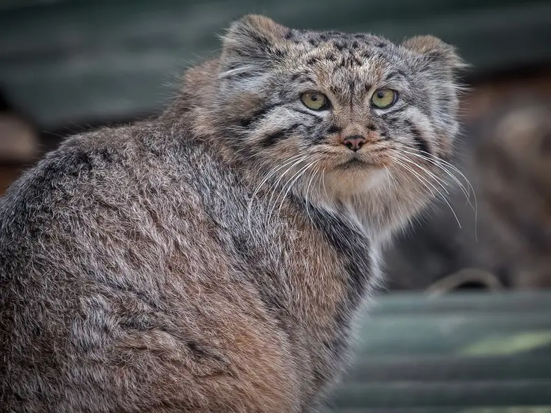 Фотография Хвостика в Йиглавском Зоопарке