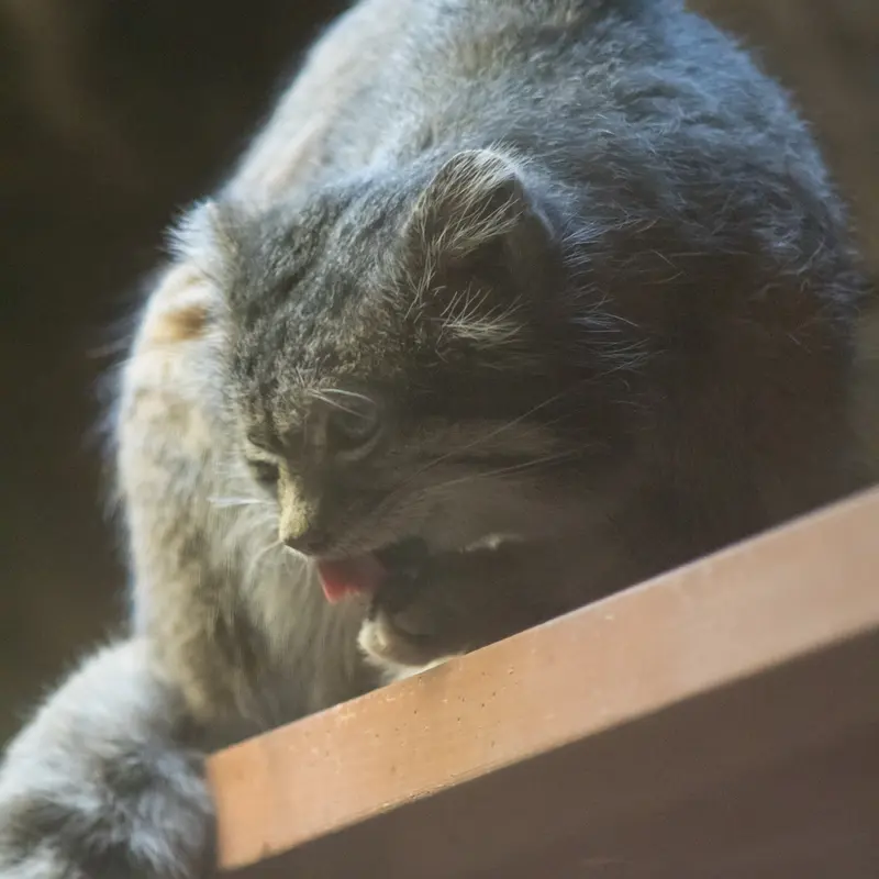 Фотография Клёна в Зоопарке Уено