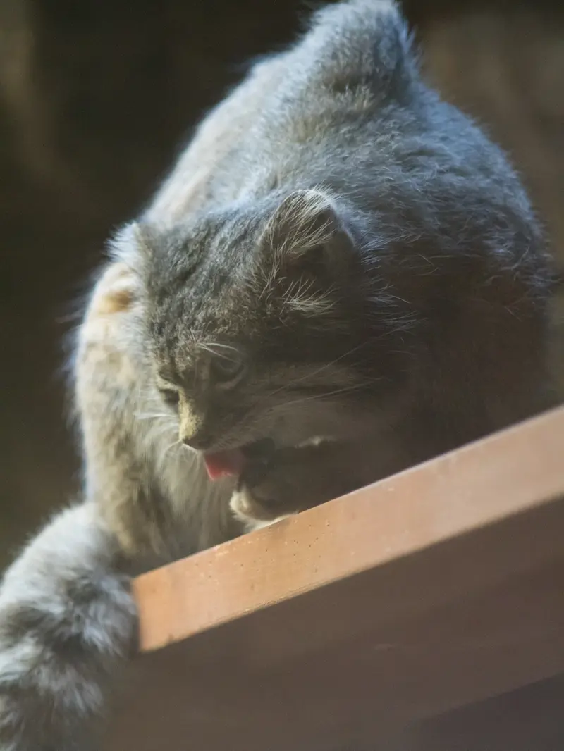 Фотография Клёна в Зоопарке Уено