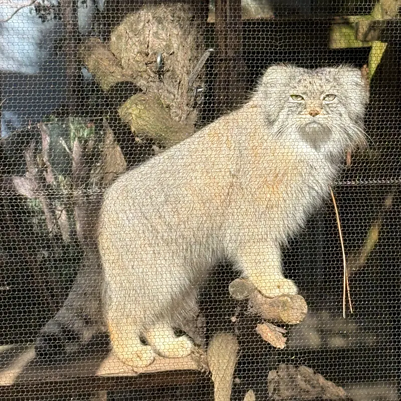 Фотография Пази в Зоопарке Поттер-парка