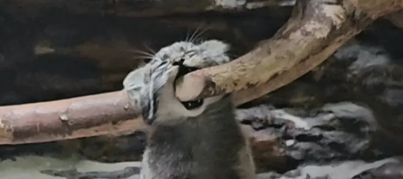 Фотография Абрикос