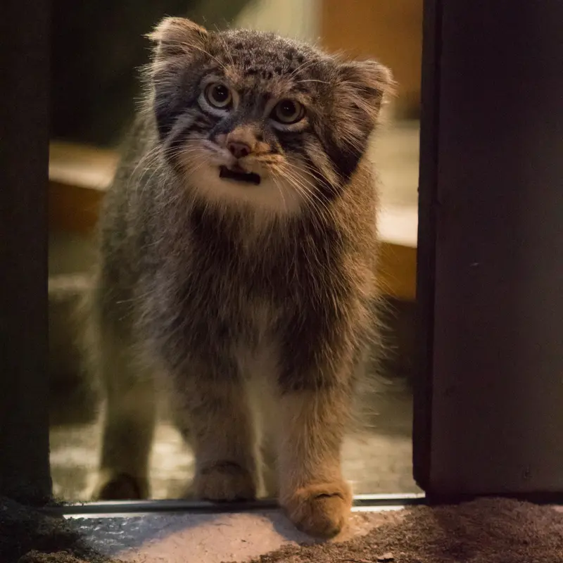 Фотография Фиги в Зоопарке Ногеяме