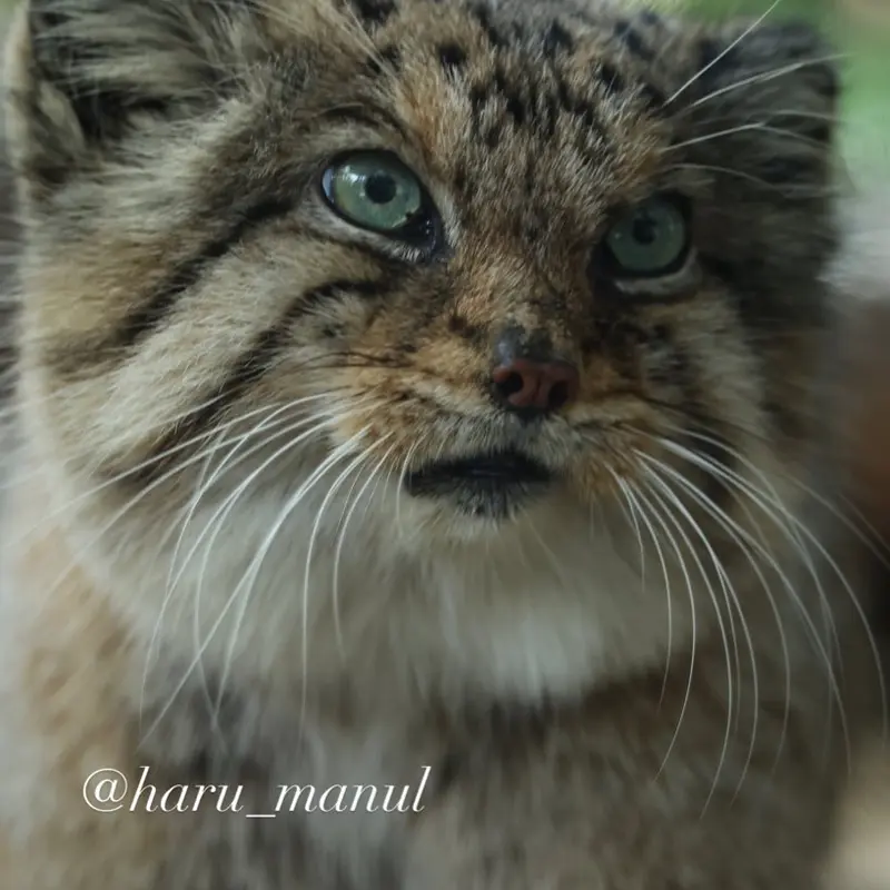 Фотография Бора в Царстве Животных Насу