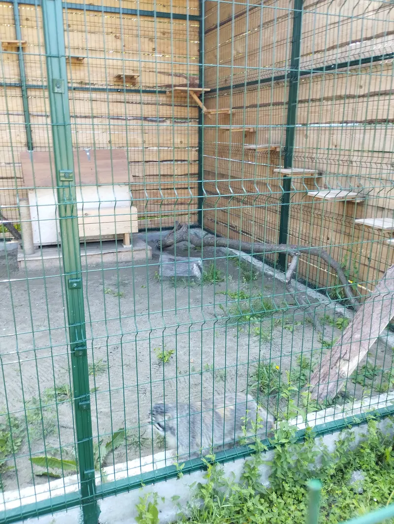 Фотография Чипа в Барнаульском Зоопарке «Лесная сказка»