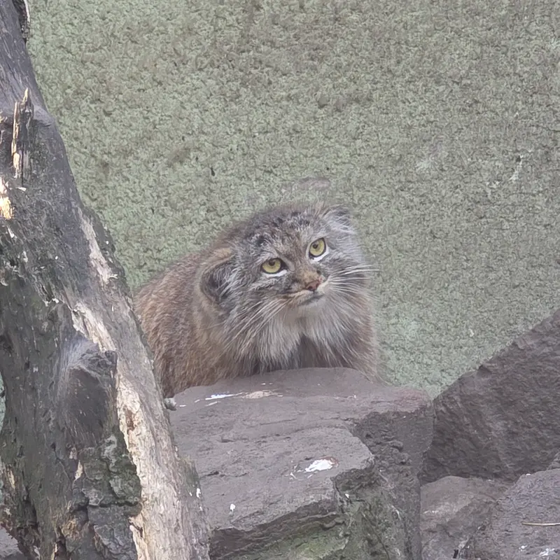 Фотография Бохуша в Будапештском Зоопарке