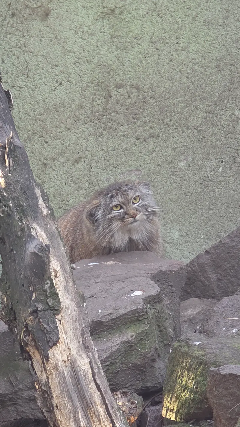 Фотография Бохуша в Будапештском Зоопарке