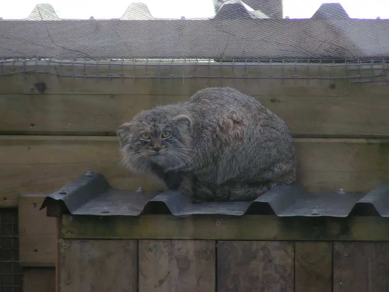 Фотография Алтая в Лэйклэнде Вайлдлайф Оазисе