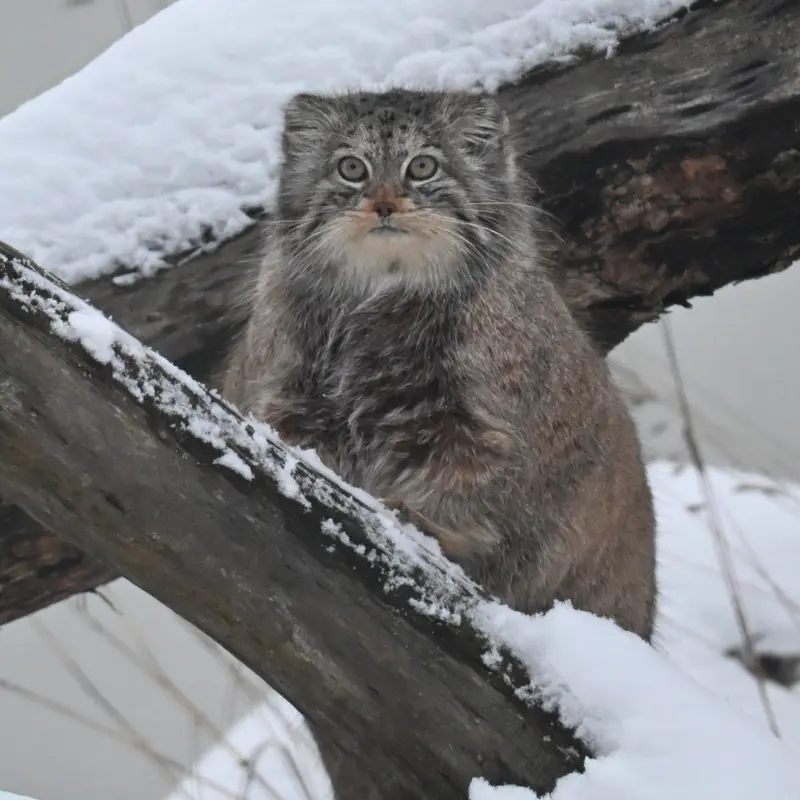 Фотография Мими в Зоопарке Коркеасаари