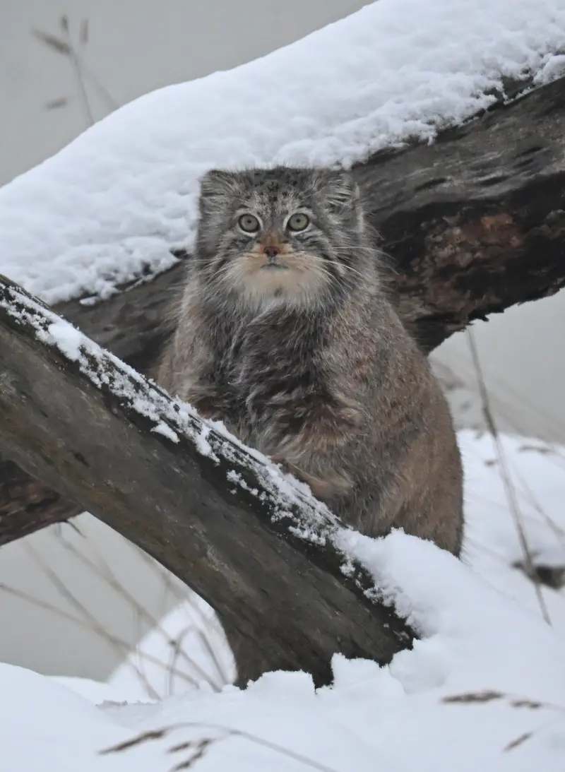 Фотография Мими в Зоопарке Коркеасаари