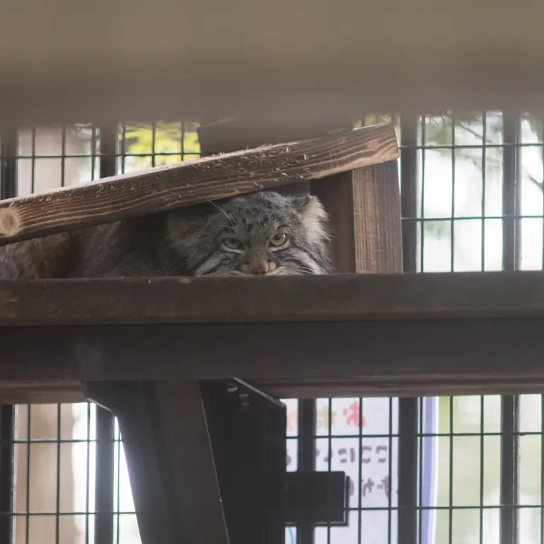 Фотография Фиги в Зоопарке Ногеяме