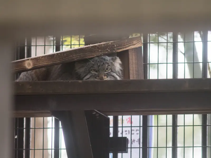 Фотография Фиги в Зоопарке Ногеяме